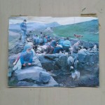 sheep